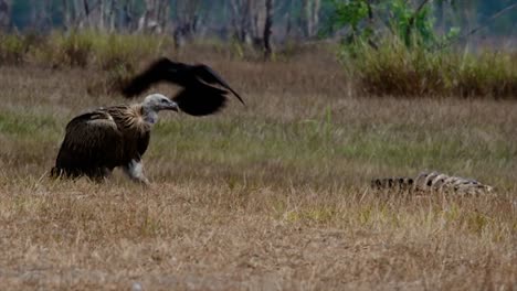 the himalayan griffon vulture is near threatened due to toxic food source and habitat loss