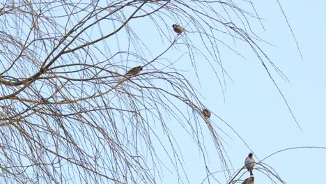 Flock-of-small-birds,-Yellow-tits-sitting-in-a-weeping-willow-tree-against-a-blue-sky