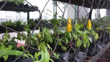 malla de alambre oxidada de un invernadero diy, que alberga plantas en macetas con flores amarillas, bajo un viento fuerte y fuerte