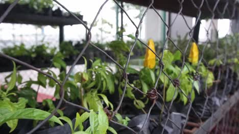 rusted wire mesh of a diy greenhouse, sheltering potted plants with yellow flowers, under blowing heavy and strong wind