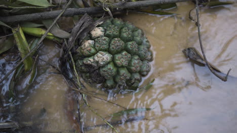 vietnamese wild fruits fallen into creek water