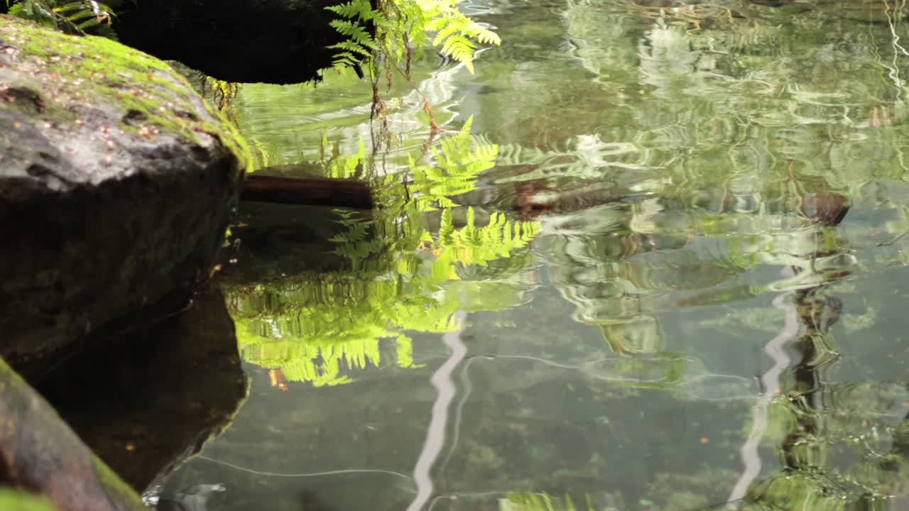 Rippling water reflecting ferns and rocks