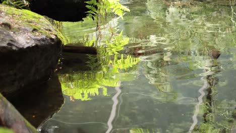 agua ondulada que refleja helechos y rocas