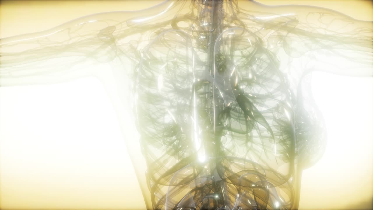 imagen de rayos x del cuerpo humano