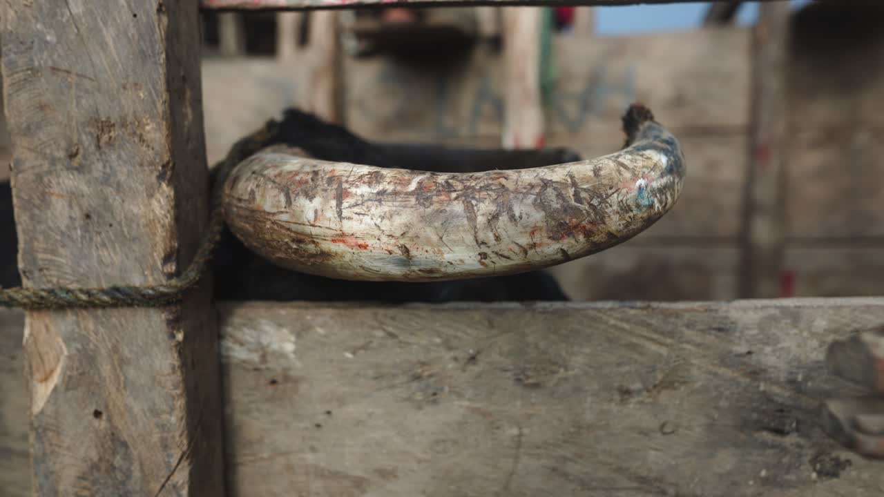 Close up view of The horn of a bull wounded during an amateur bullfight event called "corraleja", typically from the Colombian Caribbean