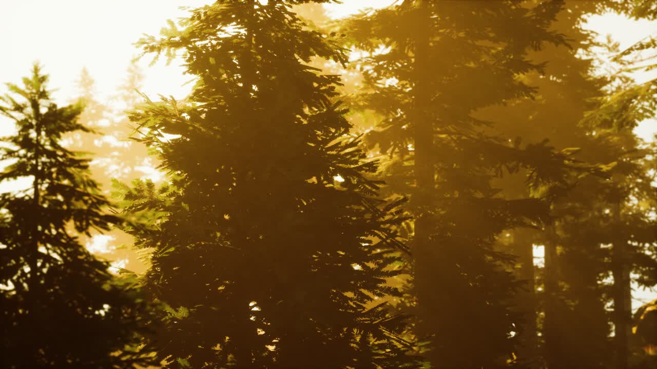 el bosque brumoso hasta el día naciente