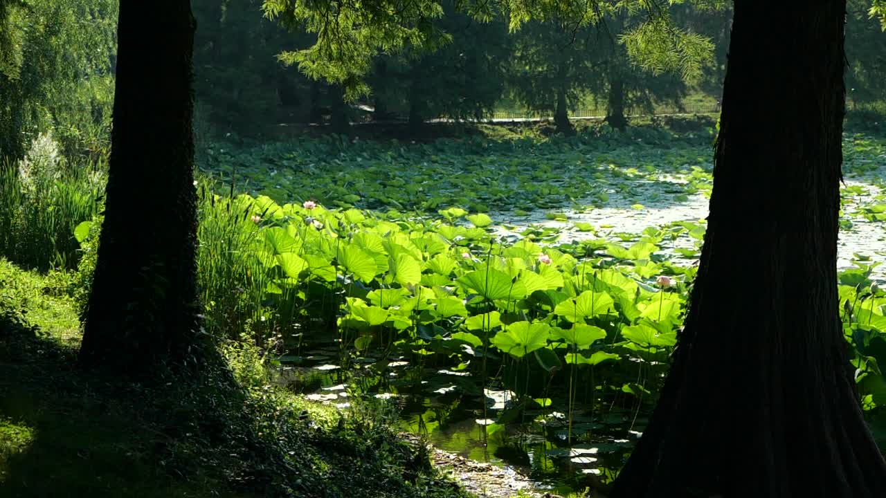 나무로 둘러싸인 수련으로 덮인 호숫가의 슬로우 모션