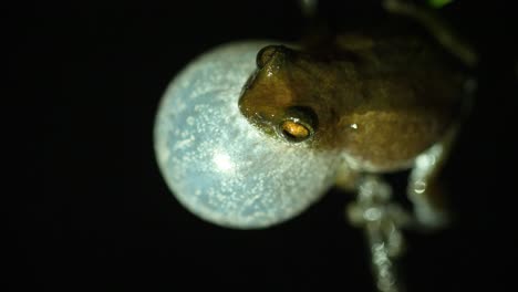 bombay bush frog close up while blowing its single moon shaped vocal sack to produce the sound to attract the female during the breeding season in monsoon around western ghats of india, night