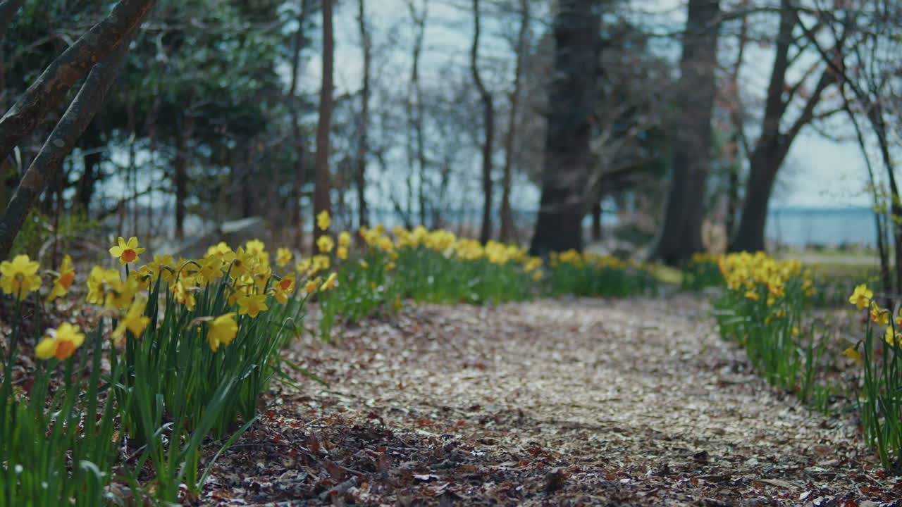 Beds of daffodils line the nature trail that leads down to the ocean