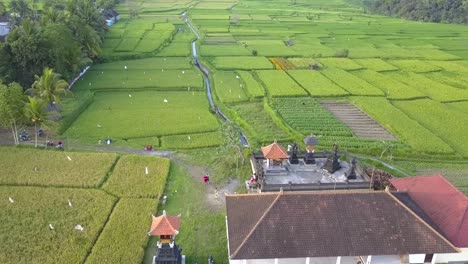 bali countryside agricultural rice fields lush greenness, in indonesia - aerial ascend fly-over shot