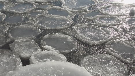 winter nature monochrome: white ice pans float on frozen sea surface