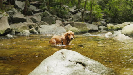 golden retriever puppy in a small river swimming and walking around