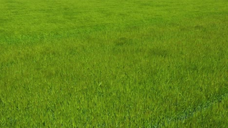 Vista-Aérea-of-wind-blowing-over-green-farm-fields-of-Normandy-France-1