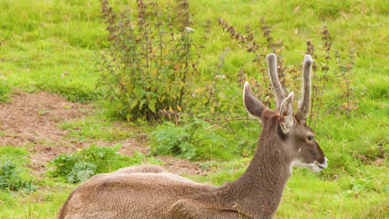 Red deer stag with velvet antlers rests in lush green meadow, natural daylight, static camera