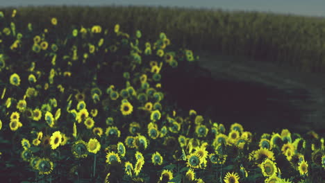 Feld-Blühender-Sonnenblumen-Auf-Einem-Hintergrundsonnenuntergang