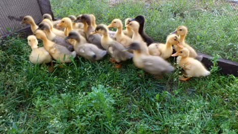 yellow and gray ducks walk on the paddock.