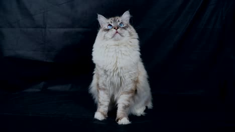 el gato siberiano espeluznante