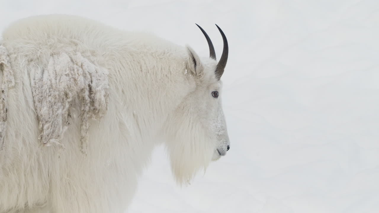 cabra de montaña en yukon canadá durante el invierno - de cerca