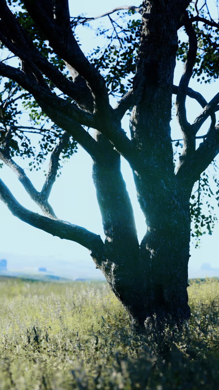 Silhouette ombreggiata di un albero con rami текстуizzati nella luce della sera