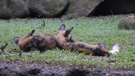 Vista-Trasera-De-Dos-Perros-Salvajes-Africanos-Durmiendo-En-La-Hierba