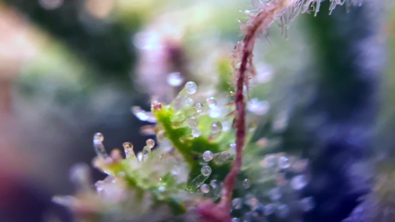 마약 대마초 마리화나의 완벽한 영상 마이크로스코프 트리코마 thc cbd