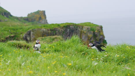 Atlantic-Puffin-flying-and-landing,-returning-to-breeding-burrow-on-grassy-cliff-in-Scotland