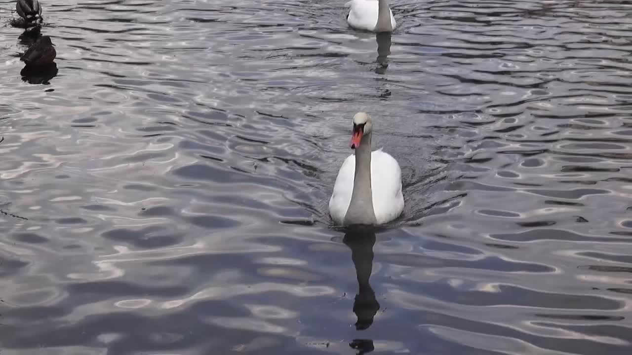 el cisne se acerca hacia nosotros 5 segundos hd 50 fps 00319