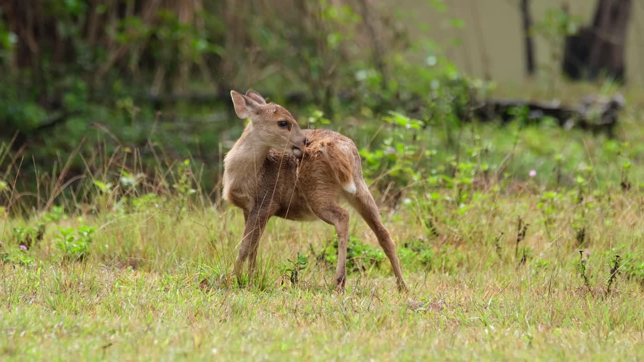 Indisk svinehjort, Hyelaphus porcinus, Thailand.