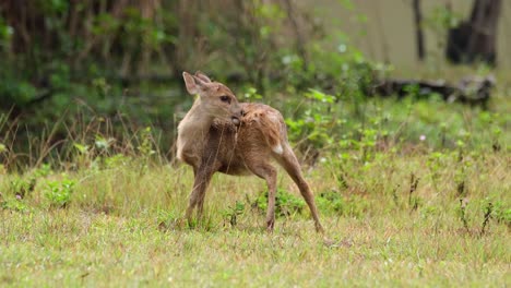 ciervo cerdo indio, hyelaphus porcinus, tailandia