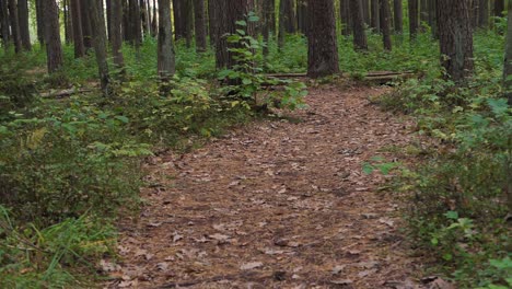 Gehweg-Mit-Herbstgelben-Blättern