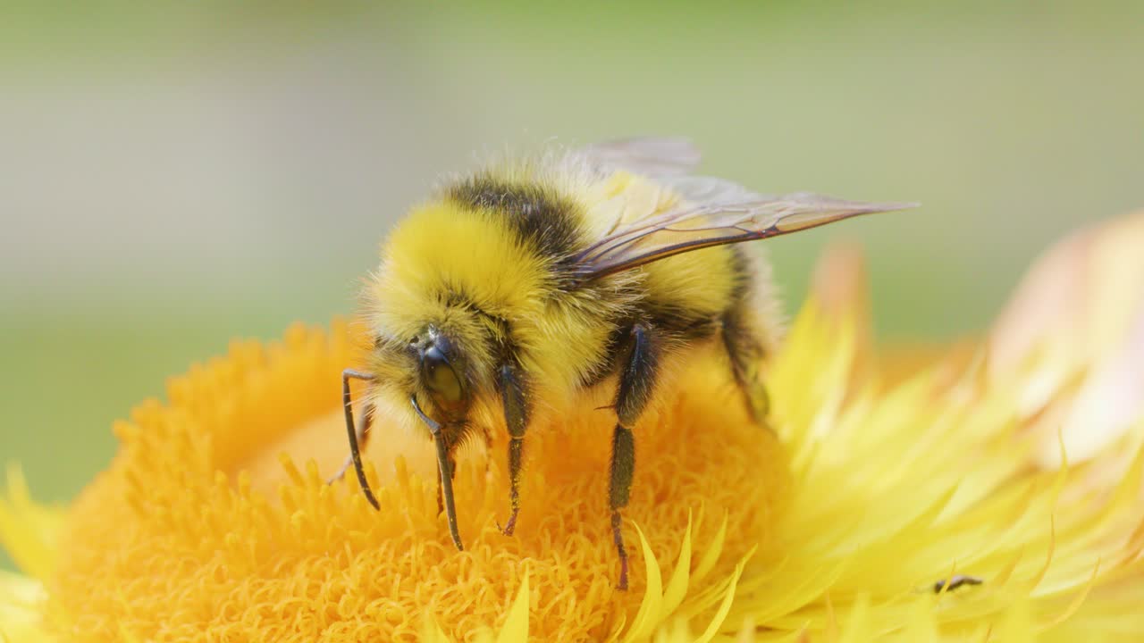 A close-up sequence of a honeybee actively feeding and gathering pollen on a vibrant yellow daisy in natural daylight with a soft background