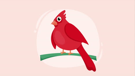 little and cute red bird animation
