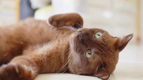 cute domestic brown cat lying relaxing on floor in living room at home