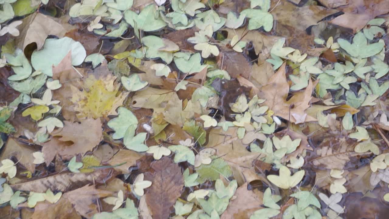 Fall leaves laying on the ground.  Green and yellow and brown.