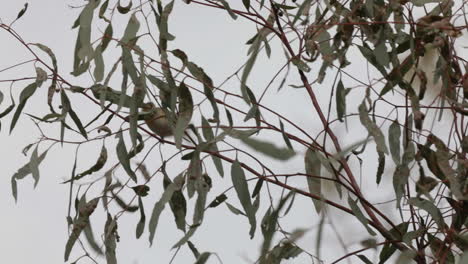 Gestreifter-Pardalote,-Der-Zwischen-Zweigen-Eines-Jungen-Eukalyptusbaums-Hüpft