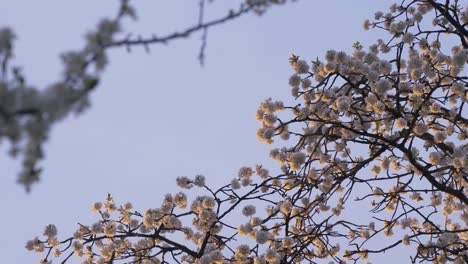 blooming cherry tree in the evening sun with blue sky