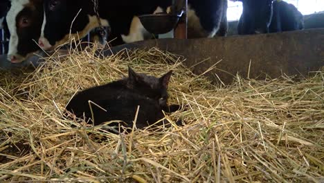 a black cat is lying on a dry wall in a farm near cows