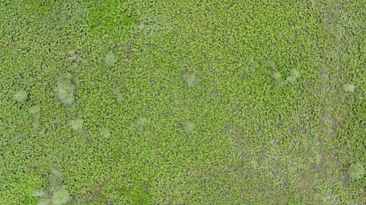 drone volando hacia verdes lillipads y musgo que cubre el lago skadar en podgoricia montenegro verano