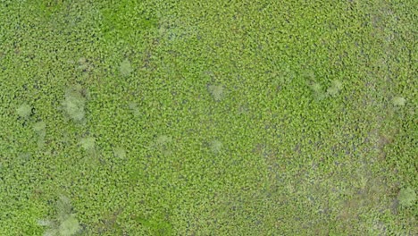 drone flying towards green lillipads and moss covering lake skadar in podgoricia montenegro summer