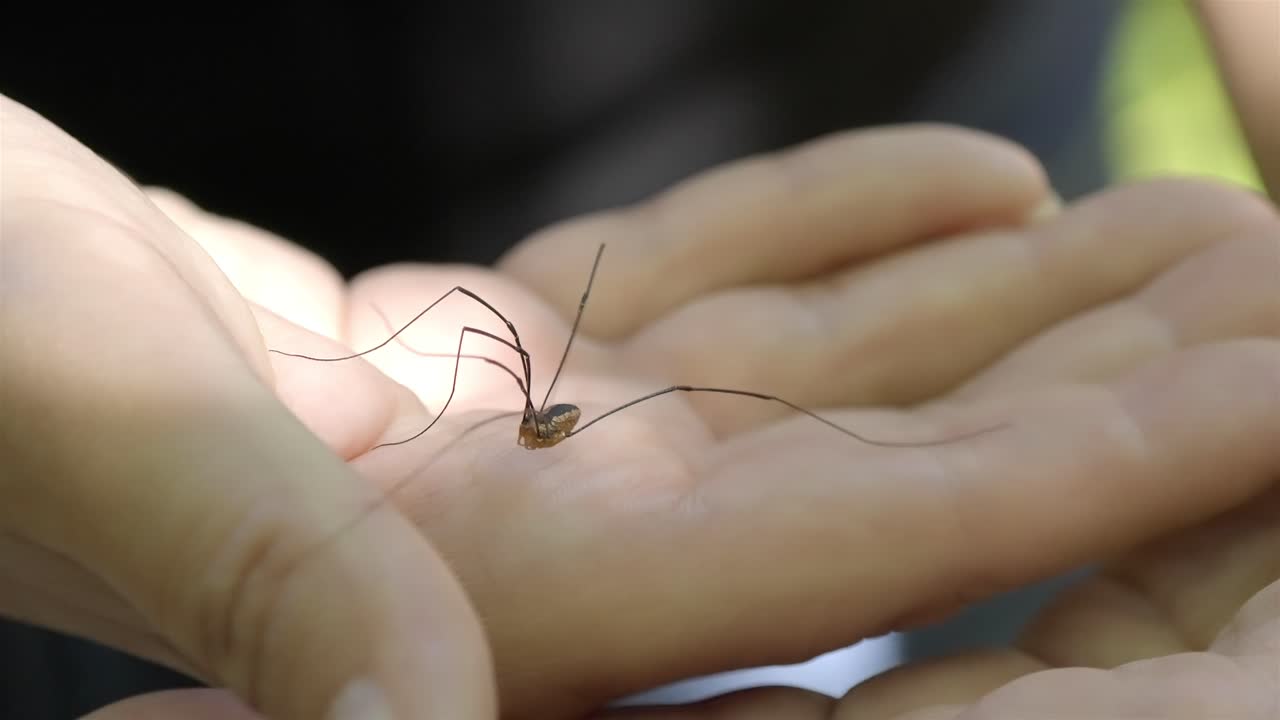 Close-up of a Gentle Daddy Long Legs Spider Crawling on a Woman's Hand