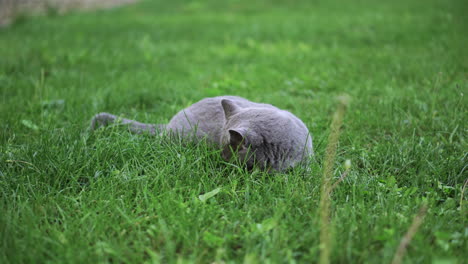 a british short-haired blue cat lying on green grass and looking around