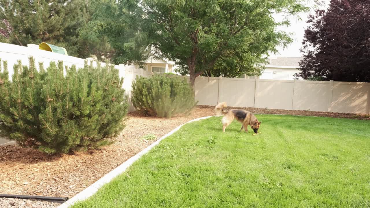 Adorable, Large German Shepherd Dog plays catch and fetches stick thrown in house backyard with trees and freshly cut grass, sunny day