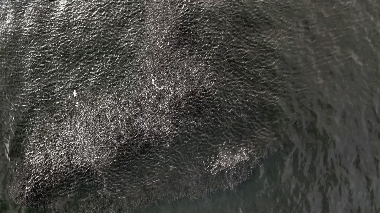 una vista de arriba hacia abajo sobre un banco de peces en las aguas verdes del océano atlántico, cerca de rockaway beach en nueva york