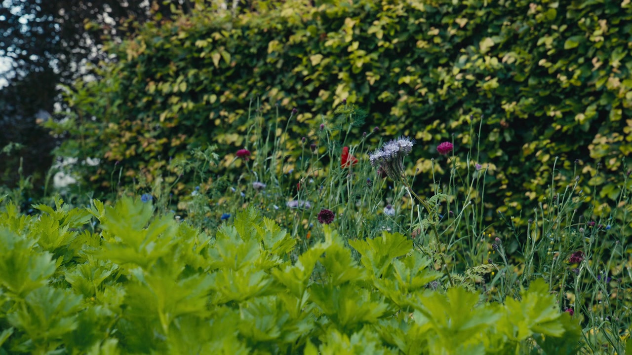 Rigoglioso giardino di cottage pieno di fiori selvatici ed erbe aromatiche, che celebra la biodiversità, gli impollinatori e il giardinaggio sostenibile in una tranquilla sera d'estate