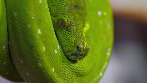 The-green-tree-python-(Morelia-viridis)-is-a-species-of-snake-in-the-family-Pythonidae.-The-species-is-native-to-New-Guinea,-some-islands-in-Indonesia,-and-the-Cape-York-Peninsula-in-Australia.