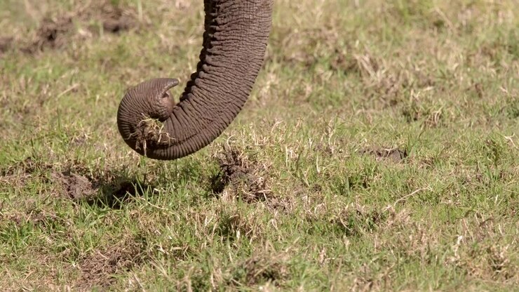Close-up van een Aziatische olifant die buiten loopt en gras plukt met zijn slurf