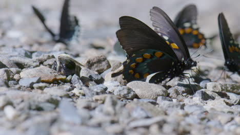 butterfly puddle party on rocks