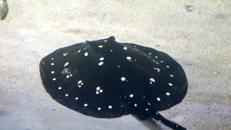 spotted stingray in aquarium