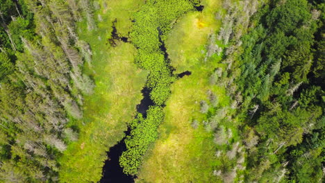 drone footage over swampy green lake with reflective waters in upstate new york