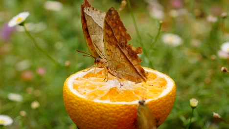 Macro-footage-of-three-Karkloof-Emperor-butterflies